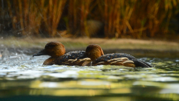 Ducks Floating in a River