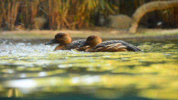 Two Small Ducks in a River