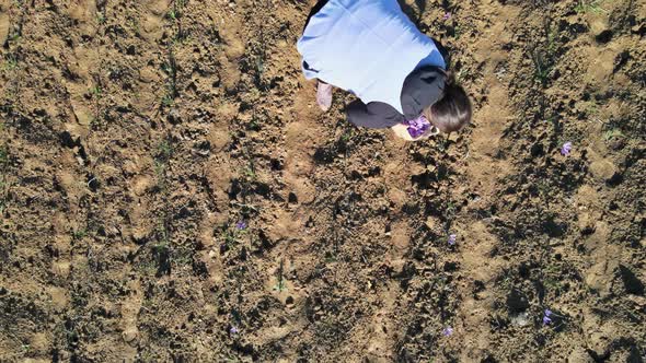 Workers Harvesting in a Saffron Field at Autumn