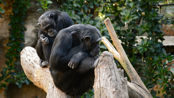 Chimpanzee Monkeys Sitting in a Tree