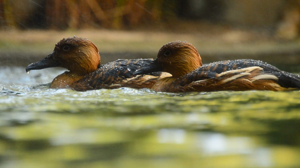 Small Ducks Swimming in the River