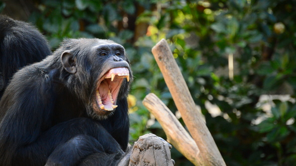 Common Chimpanzee Yawning