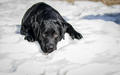 Lab puppy on the snow - PhotoDune Item for Sale