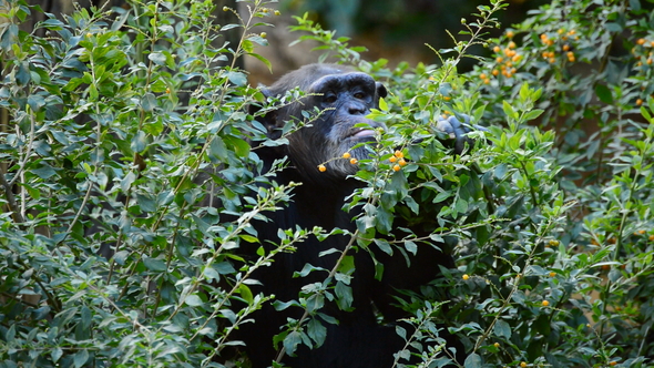 Chimpanzee Eating Leaves