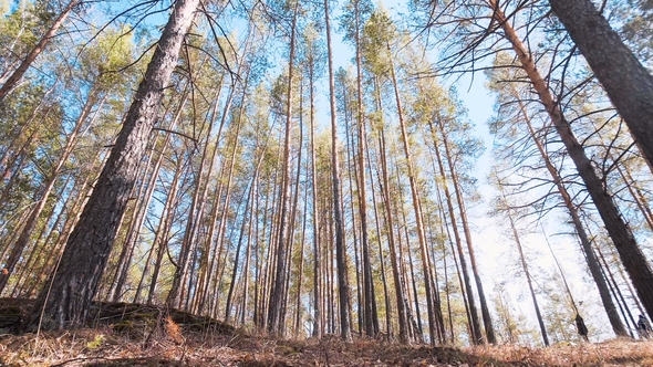 Beautiful Landscape Pine Coniferous Forest at Sunset. Tourist Place Reserve for Recreation and