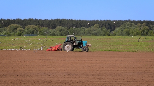 Agricultural Work on a Tractor Farmer Sows Grain. Hungry Birds Are Flying Behind the Tractor