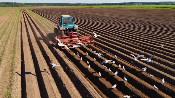 Agricultural Work on a Tractor Farmer Sows Grain. Hungry Birds Are Flying Behind the Tractor