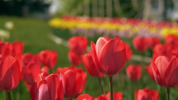 Red Flowers with Bokeh