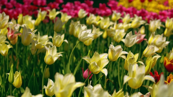 Yellow and White Star Tulips Blossoming