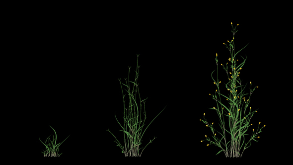 Growing Yellow Flower alt