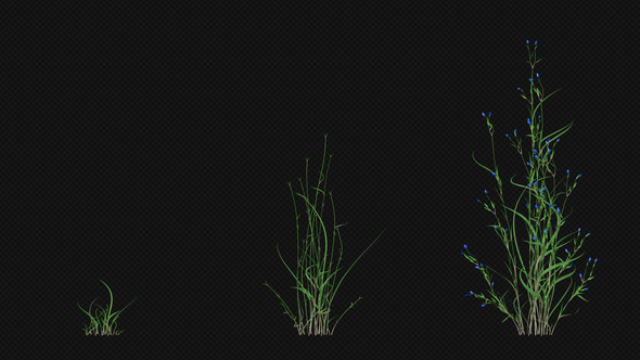 Growing Blue Flower alt