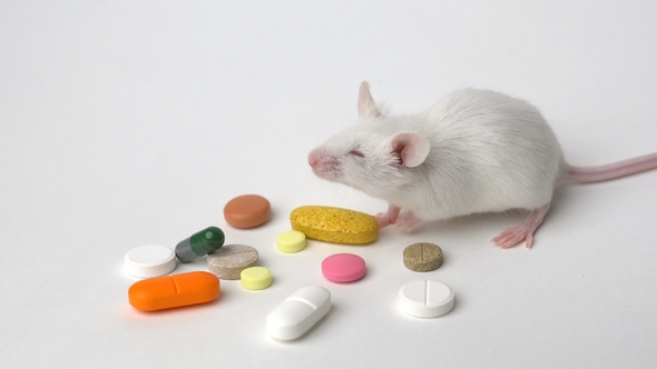 White Laboratory Mouse Is Trying Medicine on a White Background