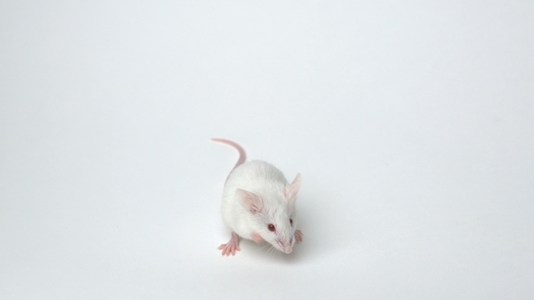 White Mouse Is Cleaned and Runs on a White Background