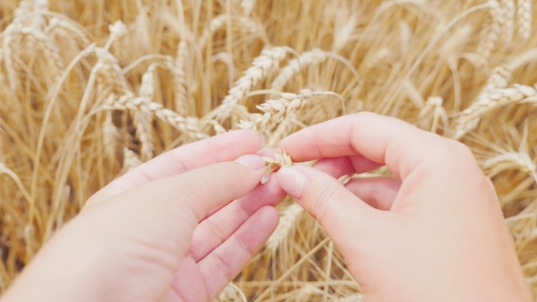 Female Hands Examine the Ears of Corn and Wheat on the Field. The Farmer Takes Care of His Harvest