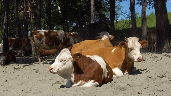 A Herd of Cows on the Sandy Bank of the River