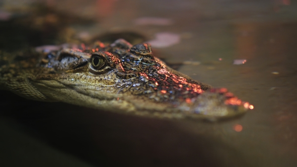 The Head of the Siamese Crocodile Peeps Out of the Water