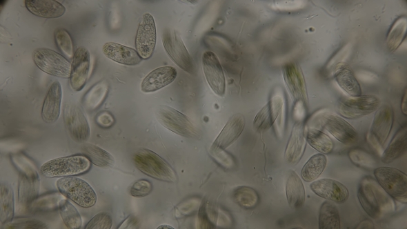 Large Colony of Paramecium Putrinum Infusoria Inhabiting Waters with Oxygen Deficiency alt