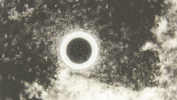 the Accumulation of a Large Colony of Paramecium Putrinum Infusoria Living in Water with Oxygen