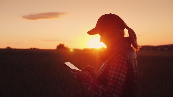 Young Woman Farmer Working with Tablet in Field at Sunset. The Owner of a Small Business Concept