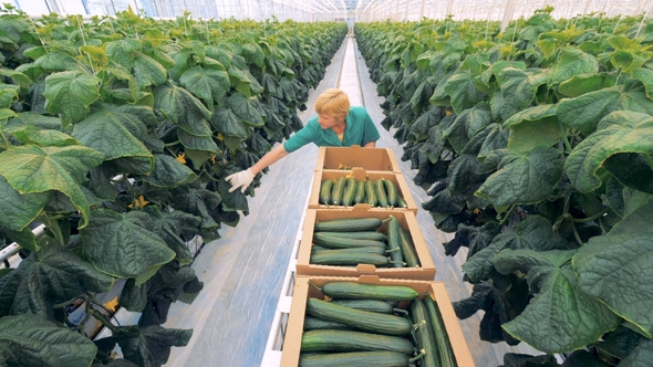 Collecting Cucumbers in a Big Greenhouse