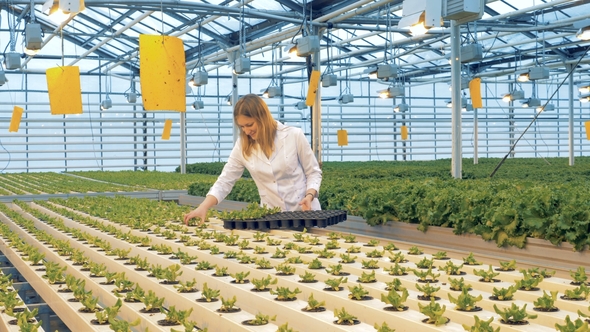 Woman Places Lettuce Plants Onto a Tray. A Worker Picks Lettuce Plants From Beds and Puts Them Onto