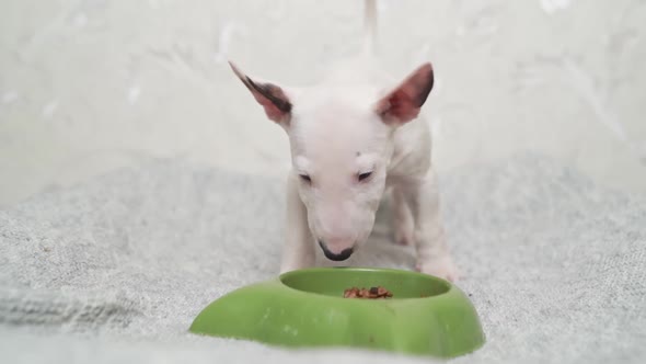a Mini Bull Terrier Puppy Eats Special Food From a Green Bowl