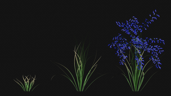 Growing Blue Flower alt