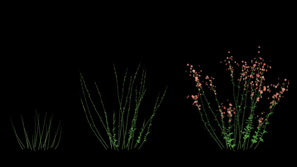 Orange Flower Growing alt