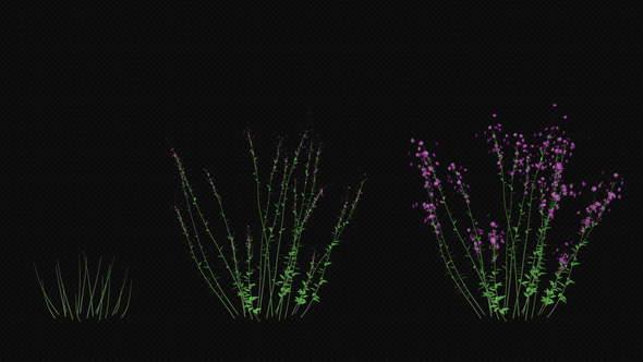 Growing Purple Flower alt