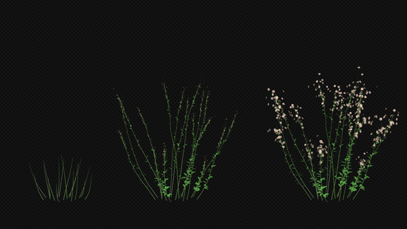 Growing White Flower alt