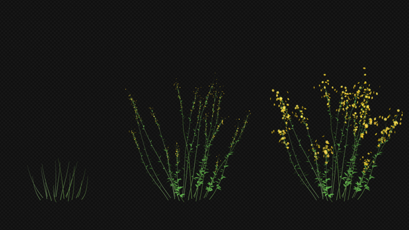 Growing Yellow Flower alt