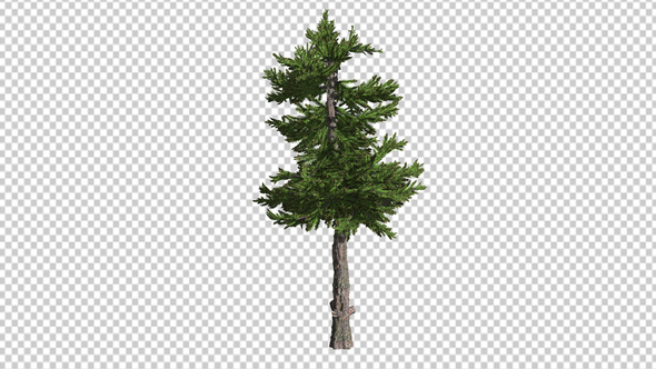 Tree Spruce