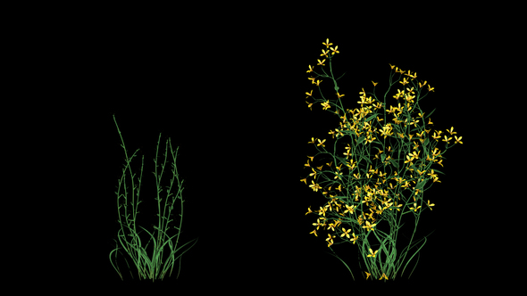 Growing Yellow Flowers alt