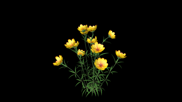 Yellow Flowers alt