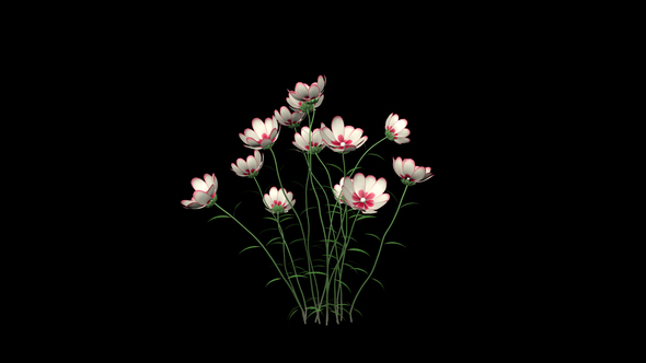 Growing White Flowers alt