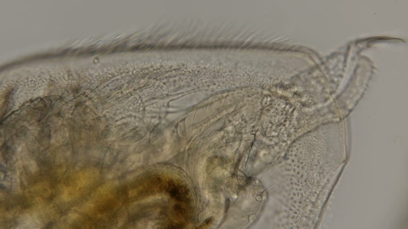 the Internal Organs Cladocera Crustacea: Branchiopoda Under the Microscope
