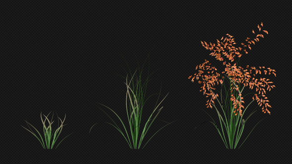 Growing Orange Flowers alt