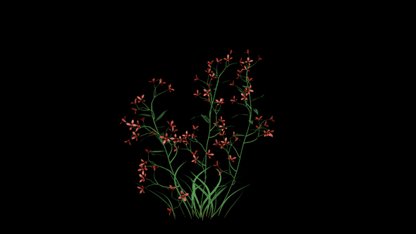 Growing Red Flowers alt