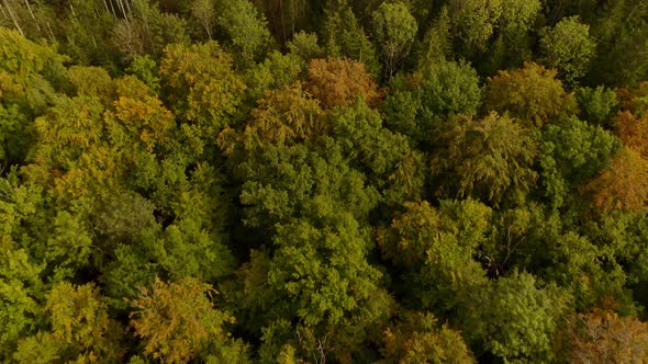 Autumn forest aerial - flight forward over a beautiful forest, idyllic piece of nature with a low ca