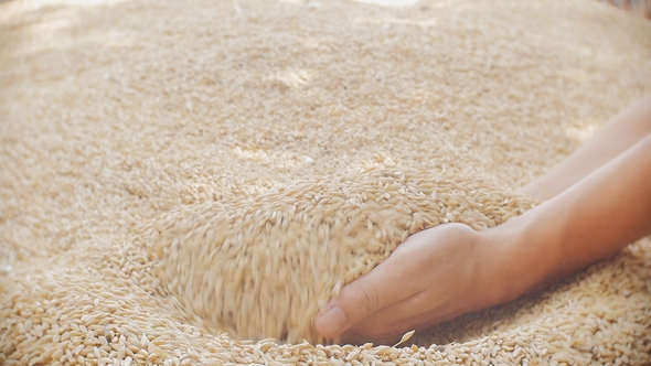 Grain in the Hands. Man Hands Holding Barley Grain.