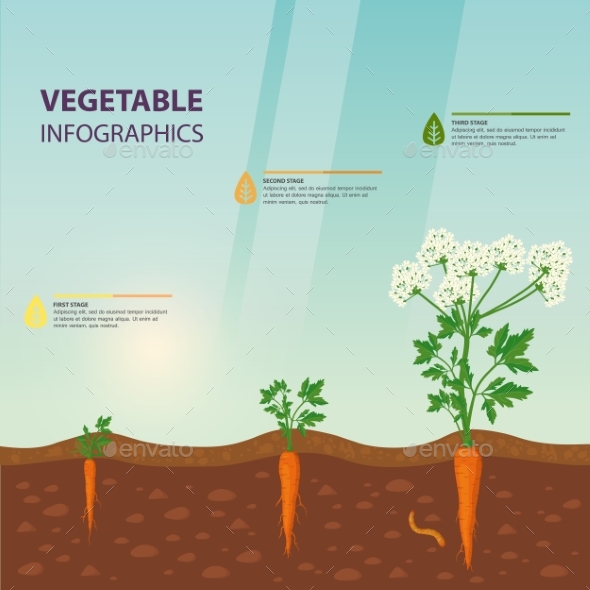 Infographic for Carrot Growing Stages