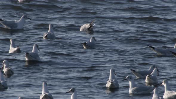 Flock Of Seagulls Swimming In Blue Ocean Water In Slow Motion