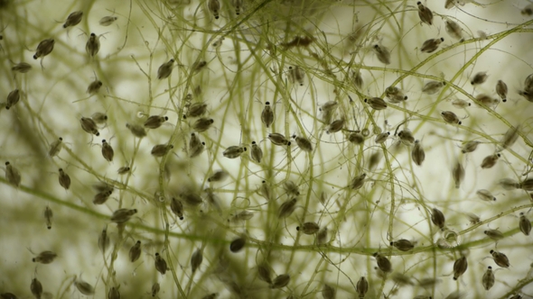 a Colony of Water Fleas Daphnia Under the Microscope