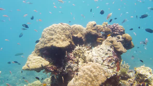 Coral Reef and Tropical Fish Underwater