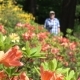 A Man Strolls Along the Flowers of the Rhododendron - VideoHive Item for Sale