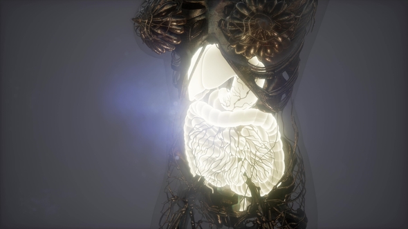 Human Body with Visible Digestive System alt