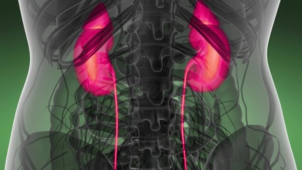 Anatomy Scan of Human Kidneys alt