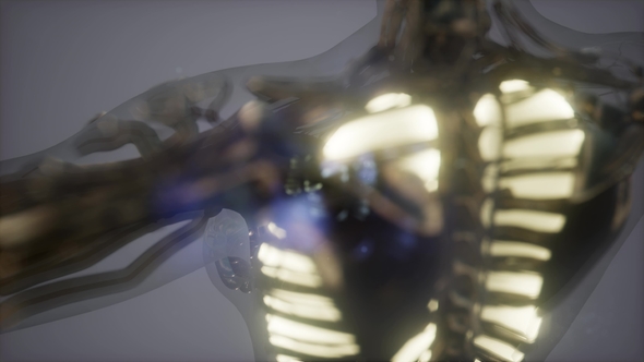 Human Body with Visible Lungs alt