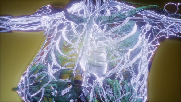 Human Body with Glow Blood Vessels alt