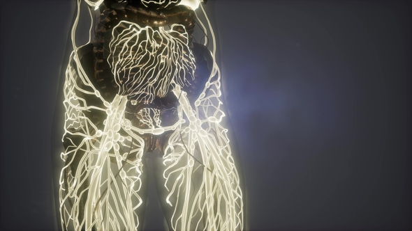 Human Body with Glow Blood Vessels alt